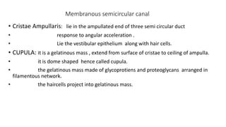 Membranous semicircular canal
• Cristae Ampullaris: lie in the ampullated end of three semi circular duct
• response to angular acceleration .
• Lie the vestibular epithelium along with hair cells.
• CUPULA: it is a gelatinous mass , extend from surface of cristae to ceiling of ampulla.
• it is dome shaped hence called cupula.
• the gelatinous mass made of glycoprotiens and proteoglycans arranged in
filamentous network.
• the haircells project into gelatinous mass.
 
