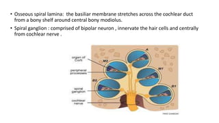 • Osseous spiral lamina: the basiliar membrane stretches across the cochlear duct
from a bony shelf around central bony modiolus.
• Spiral ganglion : comprised of bipolar neuron , innervate the hair cells and centrally
from cochlear nerve .
 