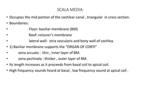 SCALA MEDIA:
• Occupies the mid portion of the cochlear canal , triangular in cross section.
• Boundaries:
• Floor: basiliar membrane (BM)
• Roof: reissner’s membrane
• lateral wall: stria vascularis and bony wall of cochlea.
• 1) Basiliar membrane supports the “ORGAN OF CORTI”
• zona arcuata : thin , inner layer of BM.
• zona pectinata : thicker , outer layer of BM.
• Its length increases as it proceeds from basal coil to apical coil.
• High frequency sounds heard at basal , low frequency sound at apical coil .
 
