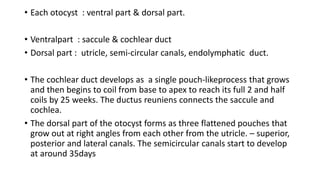 • Each otocyst : ventral part & dorsal part.
• Ventralpart : saccule & cochlear duct
• Dorsal part : utricle, semi-circular canals, endolymphatic duct.
• The cochlear duct develops as a single pouch-likeprocess that grows
and then begins to coil from base to apex to reach its full 2 and half
coils by 25 weeks. The ductus reuniens connects the saccule and
cochlea.
• The dorsal part of the otocyst forms as three flattened pouches that
grow out at right angles from each other from the utricle. – superior,
posterior and lateral canals. The semicircular canals start to develop
at around 35days
 