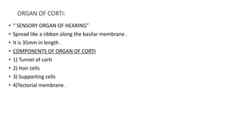 ORGAN OF CORTI:
• “ SENSORY ORGAN OF HEARING”
• Spread like a ribbon along the basilar membrane .
• It is 35mm in length .
• COMPONENTS OF ORGAN OF CORTI
• 1) Tunnel of corti
• 2) Hair cells
• 3) Supporting cells
• 4)Tectorial membrane .
 