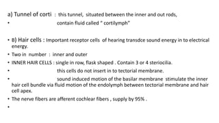 a) Tunnel of corti : this tunnel, situated between the inner and out rods,
• contain fluid called “ cortilymph”
• B) Hair cells : Important receptor cells of hearing transdce sound energy in to electrical
energy.
• Two in number : inner and outer
• INNER HAIR CELLS : single in row, flask shaped . Contain 3 or 4 steriocilia.
• this cells do not insert in to tectorial membrane.
• sound induced motion of the basilar membrane stimulate the inner
hair cell bundle via fluid motion of the endolymph between tectorial membrane and hair
cell apex.
• The nerve fibers are afferent cochlear fibers , supply by 95% .
•
 