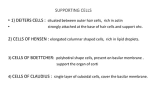 SUPPORTING CELLS
• 1) DEITERS CELLS : situated between outer hair cells, rich in actin
• strongly attached at the base of hair cells and support ohc.
2) CELLS OF HENSEN : elongated columnar shaped cells, rich in lipid droplets.
3) CELLS OF BOETTCHER: polyhedral shape cells, present on basilar membrane .
support the organ of corti
4) CELLS OF CLAUDIUS : single layer of cuboidal cells, cover the basilar membrane.
 