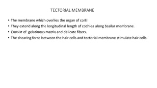 TECTORIAL MEMBRANE
• The membrane which overlies the organ of corti
• They extend along the longitudinal length of cochlea along basilar membrane.
• Consist of gelatinous matrix and delicate fibers.
• The shearing force between the hair cells and tectorial membrane stimulate hair cells.
 