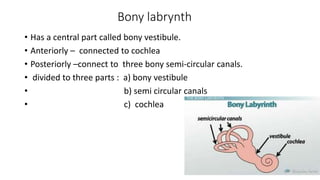 Bony labrynth
• Has a central part called bony vestibule.
• Anteriorly – connected to cochlea
• Posteriorly –connect to three bony semi-circular canals.
• divided to three parts : a) bony vestibule
• b) semi circular canals
• c) cochlea
 