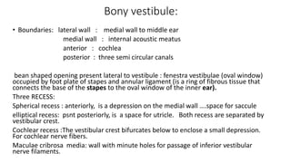Bony vestibule:
• Boundaries: lateral wall : medial wall to middle ear
medial wall : internal acoustic meatus
anterior : cochlea
posterior : three semi circular canals
bean shaped opening present lateral to vestibule : fenestra vestibulae (oval window)
occupied by foot plate of stapes and annular ligament (is a ring of fibrous tissue that
connects the base of the stapes to the oval window of the inner ear).
Three RECESS:
Spherical recess : anteriorly, is a depression on the medial wall ….space for saccule
elliptical recess: psnt posteriorly, is a space for utricle. Both recess are separated by
vestibular crest.
Cochlear recess :The vestibular crest bifurcates below to enclose a small depression.
For cochlear nerve fibers.
Maculae cribrosa media: wall with minute holes for passage of inferior vestibular
nerve filaments.
 