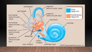 Comprehensive Anatomy and Development of the Inner Ear (Labyrinth) | PPTX