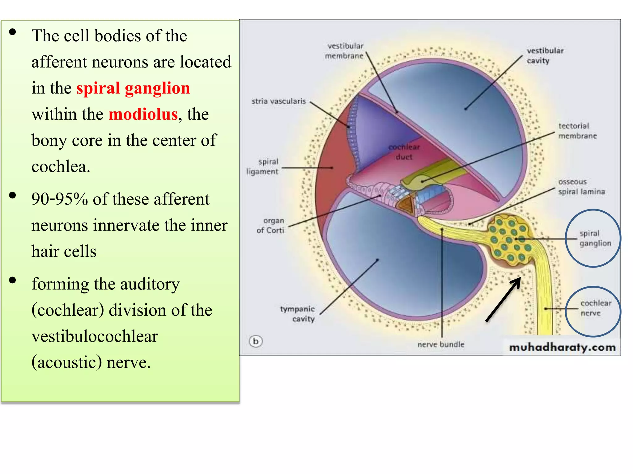 The hair cells
• The cell bodies of the
afferent neurons are located
in the spiral ganglion
within the modiolus, the
bony core in the center of
cochlea.
• 90-95% of these afferent
neurons innervate the inner
hair cells
• forming the auditory
(cochlear) division of the
vestibulocochlear
(acoustic) nerve.
 
