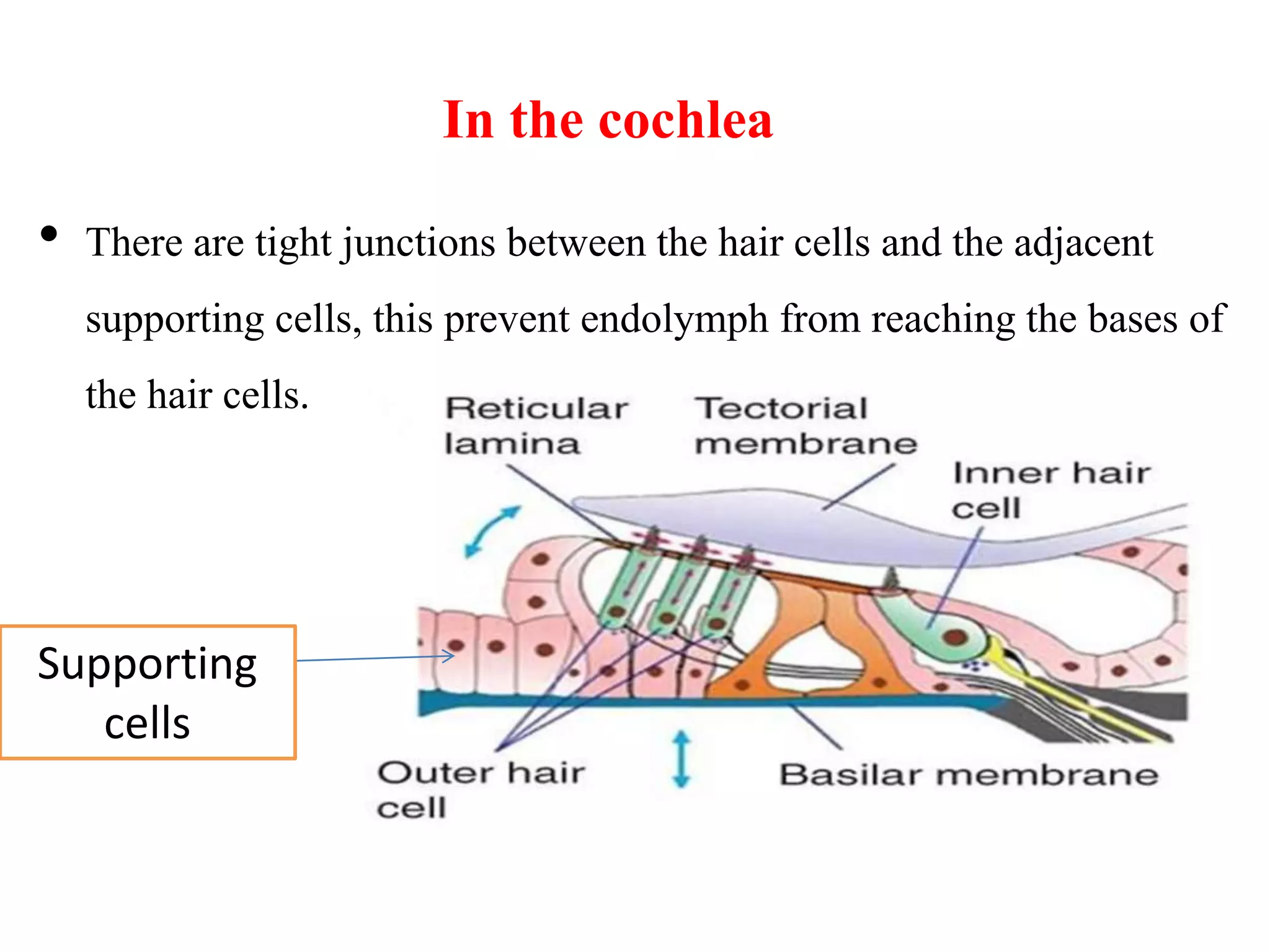 In the cochlea
• There are tight junctions between the hair cells and the adjacent
supporting cells, this prevent endolymph from reaching the bases of
the hair cells.
Supporting
cells
 