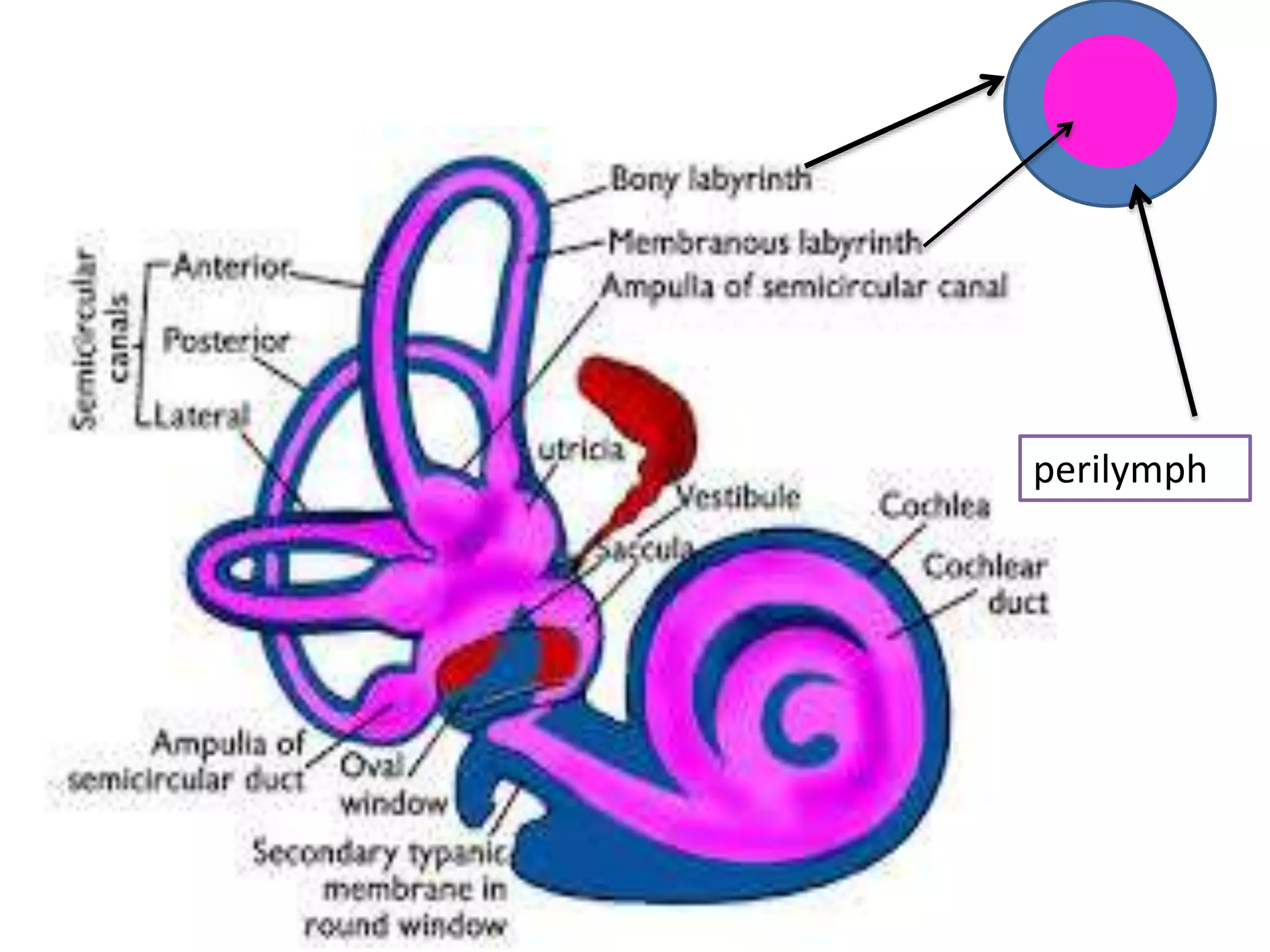 perilymph
 