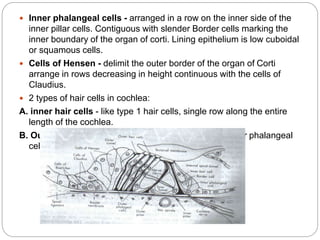 Inner ear 2.pdf