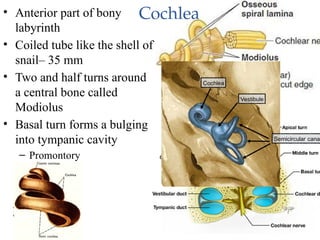 anatomy of Internal ear 2019-2020.pptx