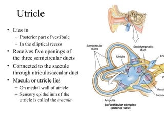 Utricle Function anatomy of Internal ear 2019-2020.pptx