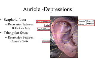 anatomy of Inner ear structure 2019-2020.pptx