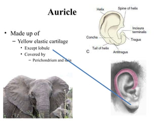 Shell Of An Ear anatomy of Inner ear structure 2019-2020.pptx