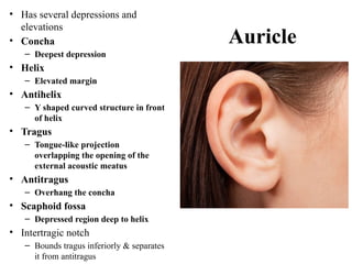 anatomy of Inner ear structure 2019-2020.pptx