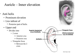 anatomy of Inner ear structure 2019-2020.pptx