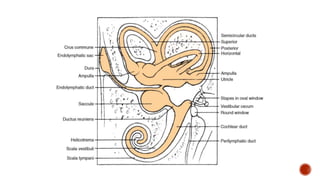 Inner ear anatomy | PPTX