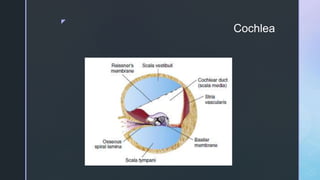 z
Cochlea
 