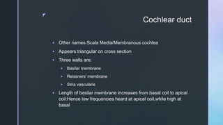 z
Cochlear duct
 Other names:Scala Media/Membranous cochlea
 Appears triangular on cross section
 Three walls are:
 Basilar membrane
 Reissners’ membrane
 Stria vascularis
 Length of basilar membrane increases from basal coil to apical
coil:Hence low frequencies heard at apical coil,while high at
basal
 