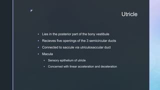 z
Utricle
 Lies in the posterior part of the bony vestibule
 Recieves five openings of the 3 semicircular ducts
 Connected to saccule via utriculosaccular duct
 Macula
 Sensory epithelium of utricle
 Concerned with linear acceleration and deceleration
 