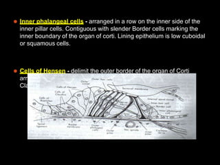 Inner ear anatomy.pptx