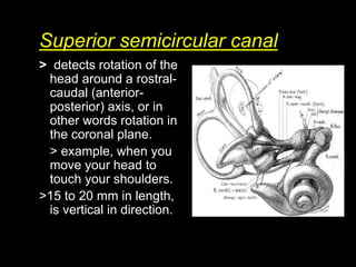 Inner ear anatomy.pdf