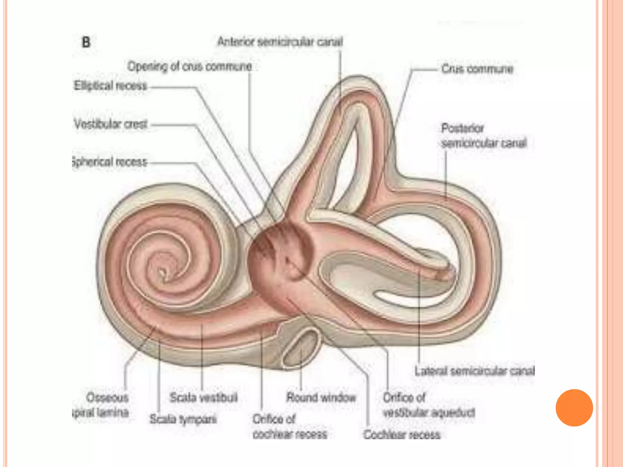Inner ear anatomy | PPTX