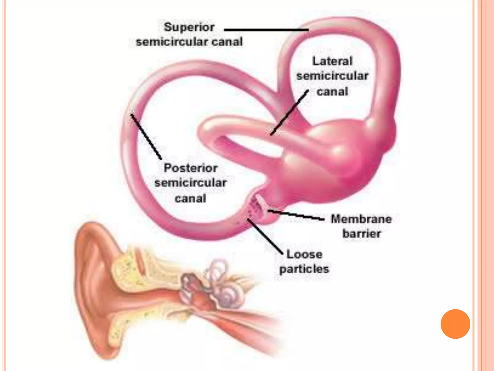 Inner ear anatomy | PPTX