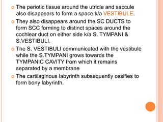  The periotic tissue around the utricle and saccule
also disappears to form a space k/a VESTIBULE.
 They also disappears around the SC DUCTS to
form SCC forming to distinct spaces around the
cochlear duct on either side k/a S. TYMPANI &
S.VESTIBULI.
 The S. VESTIBULI communicated with the vestibule
while the S.TYMPANI grows towards the
TYMPANIC CAVITY from which it remains
separated by a membrane
 The cartilaginous labyrinth subsequently ossifies to
form bony labyrinth.
 