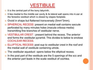 VESTIBULE
 It is the central part of the bony labyrinth.
 It lies medial to the middle ear cavity & its lateral wall opens into m.ear at
the fenestra vestibuli which is closed by stapes footplate.
 Ovoid in shape but flattened transversely (5mm*3mm).
 SPHERICAL RECESS :present on medial wall contains saccule
perforated by many minutes holes (macula cribosa media)
transmitting fine branches of vestibular nerve.
 VESTIBULAR CREST : present behind the recess. The anterior
end forms the vestibular pyramid. This divides to below to enclose
COCHLEAR RECESS.
 ELLIPTICAL RECESS: post sup to vestibular crest in the roof and
the medial wall of vestibule containing utricle.
 The vestibular aqueduct opens below the elliptical recess.
 In the post part of the vestibule are the 5 openings of the scc and
the anterior part leads in the scala vestibuli of cochlea.
 