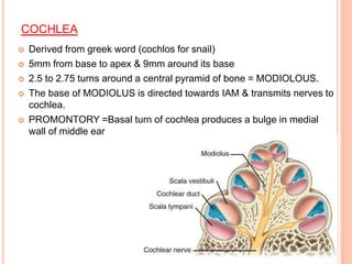 COCHLEA
 Derived from greek word (cochlos for snail)
 5mm from base to apex & 9mm around its base
 2.5 to 2.75 turns around a central pyramid of bone = MODIOLOUS.
 The base of MODIOLUS is directed towards IAM & transmits nerves to
cochlea.
 PROMONTORY =Basal turn of cochlea produces a bulge in medial
wall of middle ear
 