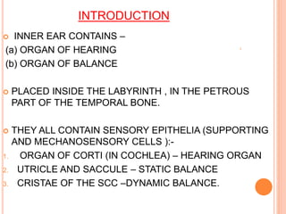 INTRODUCTION
 INNER EAR CONTAINS –
(a) ORGAN OF HEARING
(b) ORGAN OF BALANCE
 PLACED INSIDE THE LABYRINTH , IN THE PETROUS
PART OF THE TEMPORAL BONE.
 THEY ALL CONTAIN SENSORY EPITHELIA (SUPPORTING
AND MECHANOSENSORY CELLS ):-
1. ORGAN OF CORTI (IN COCHLEA) – HEARING ORGAN
2. UTRICLE AND SACCULE – STATIC BALANCE
3. CRISTAE OF THE SCC –DYNAMIC BALANCE.
 