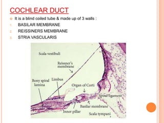 COCHLEAR DUCT
 It is a blind coiled tube & made up of 3 walls :
1. BASILAR MEMBRANE
2. REISSINERS MEMBRANE
3. STRIA VASCULARIS
 