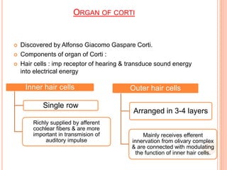 ORGAN OF CORTI
 Discovered by Alfonso Giacomo Gaspare Corti.
 Components of organ of Corti :
 Hair cells : imp receptor of hearing & transduce sound energy
into electrical energy
Inner hair cells
Single row
Richly supplied by afferent
cochlear fibers & are more
important in transmision of
auditory impulse
Outer hair cells
Arranged in 3-4 layers
Mainly receives efferent
innervation from olivary complex
& are connected with modulating
the function of inner hair cells.
 