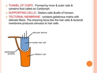  TUNNEL OF CORTI : Formed by inner & outer rods &
contains fluid called as Cortilymph.
 SUPPORTING CELLS : Dieters cells &cells of hansen.
 TECTORIAL MEMBRANE : contains gelatinous matrix with
delicate fibers. The shearing force btw the hair cells & tectorial
membrane produces stimulus to hair cells.
 