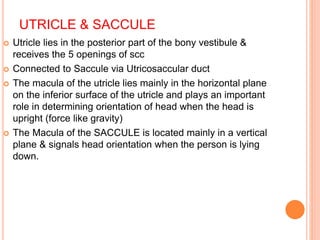 UTRICLE & SACCULE
 Utricle lies in the posterior part of the bony vestibule &
receives the 5 openings of scc
 Connected to Saccule via Utricosaccular duct
 The macula of the utricle lies mainly in the horizontal plane
on the inferior surface of the utricle and plays an important
role in determining orientation of head when the head is
upright (force like gravity)
 The Macula of the SACCULE is located mainly in a vertical
plane & signals head orientation when the person is lying
down.
 