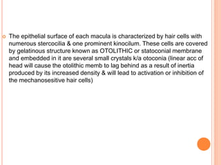  The epithelial surface of each macula is characterized by hair cells with
numerous stercocilia & one prominent kinocilum. These cells are covered
by gelatinous structure known as OTOLITHIC or statoconial membrane
and embedded in it are several small crystals k/a otoconia (linear acc of
head will cause the otolithic memb to lag behind as a result of inertia
produced by its increased density & will lead to activation or inhibition of
the mechanosesitive hair cells)
 