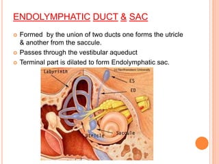ENDOLYMPHATIC DUCT & SAC
 Formed by the union of two ducts one forms the utricle
& another from the saccule.
 Passes through the vestibular aqueduct
 Terminal part is dilated to form Endolymphatic sac.
 