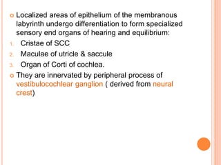  Localized areas of epithelium of the membranous
labyrinth undergo differentiation to form specialized
sensory end organs of hearing and equilibrium:
1. Cristae of SCC
2. Maculae of utricle & saccule
3. Organ of Corti of cochlea.
 They are innervated by peripheral process of
vestibulocochlear ganglion ( derived from neural
crest)
 