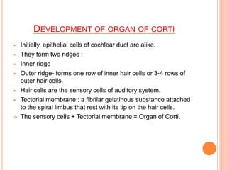 DEVELOPMENT OF ORGAN OF CORTI
 Initially, epithelial cells of cochlear duct are alike.
 They form two ridges :
 Inner ridge
 Outer ridge- forms one row of inner hair cells or 3-4 rows of
outer hair cells.
 Hair cells are the sensory cells of auditory system.
 Tectorial membrane : a fibrilar gelatinous substance attached
to the spiral limbus that rest with its tip on the hair cells.
 The sensory cells + Tectorial membrane = Organ of Corti.
 