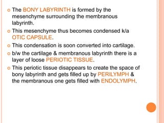 The BONY LABYRINTH is formed by the
mesenchyme surrounding the membranous
labyrinth.
 This mesenchyme thus becomes condensed k/a
OTIC CAPSULE.
 This condensation is soon converted into cartilage.
 b/w the cartilage & membranous labyrinth there is a
layer of loose PERIOTIC TISSUE.
 This periotic tissue disappears to create the space of
bony labyrinth and gets filled up by PERILYMPH &
the membranous one gets filled with ENDOLYMPH.
 