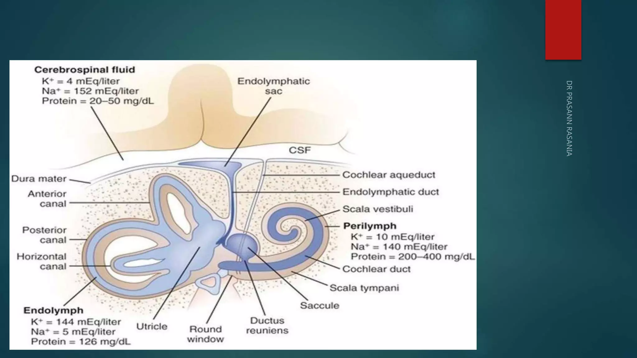 Inner ear anatomy & physiology of hearing | PPTX