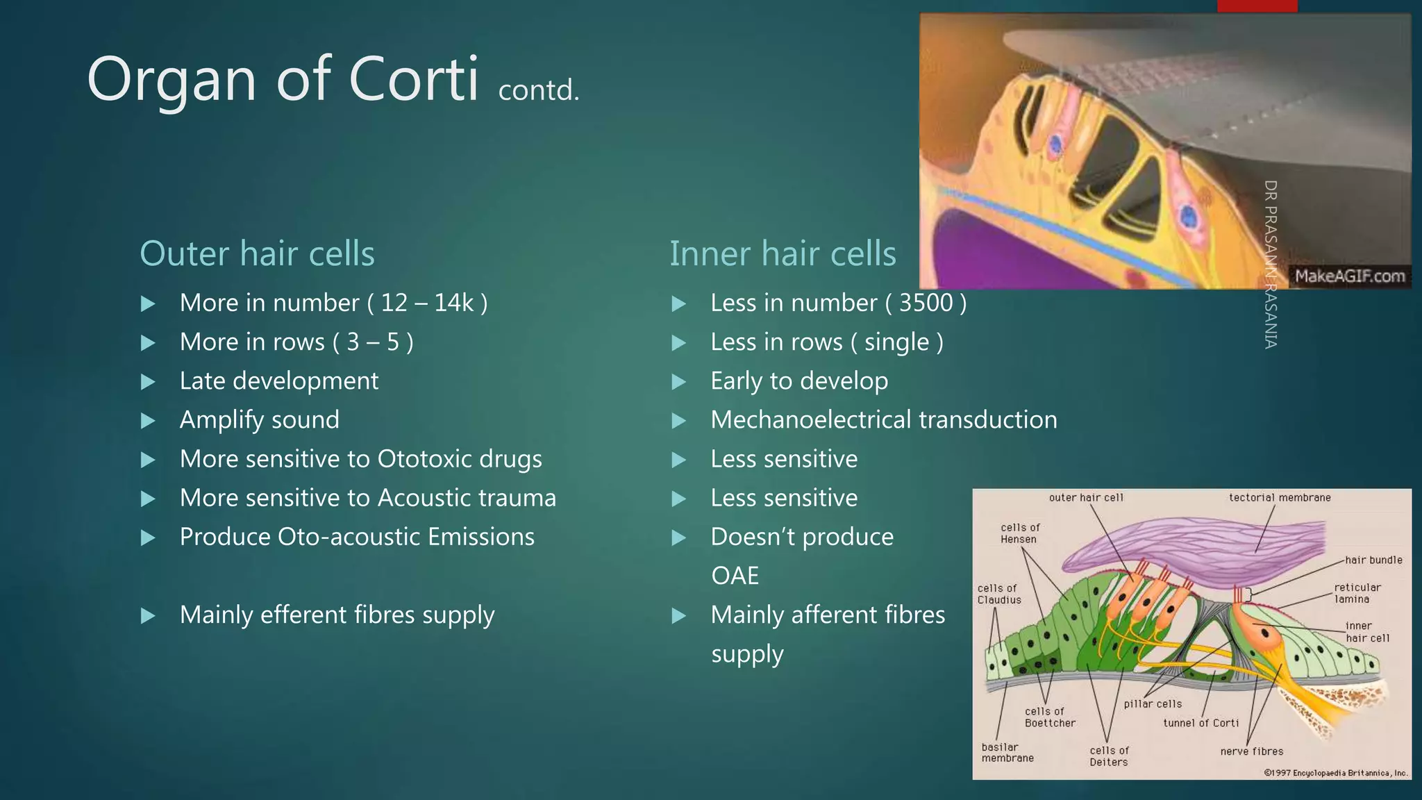 Inner ear anatomy & physiology of hearing | PPTX