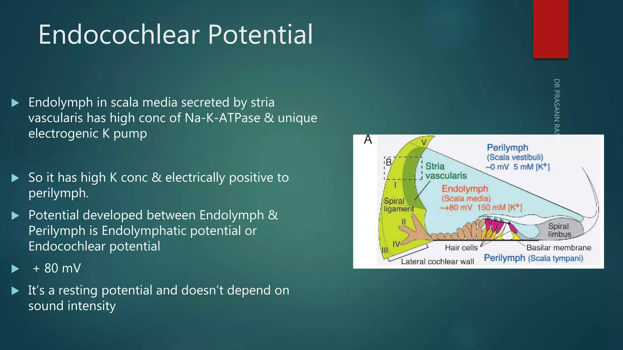 Inner ear anatomy & physiology of hearing | PPTX