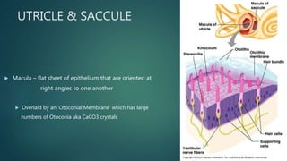 Sacculus Inner ear anatomy & physiology of hearing | PPTX