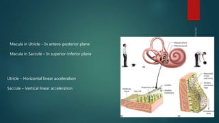 Uticulus Inner ear anatomy & physiology of hearing | PPTX
