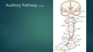 Inner ear anatomy & physiology of hearing | PPTX