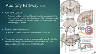 Auditory Processes Inner ear anatomy & physiology of hearing | PPTX