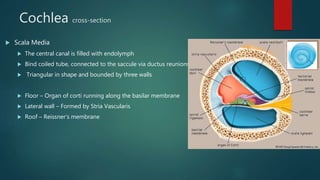 Inner ear anatomy & physiology of hearing | PPTX
